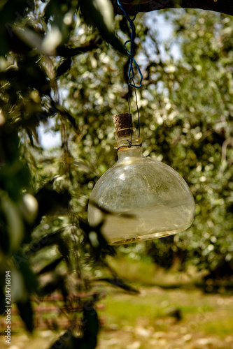 bottle in the olive grooves