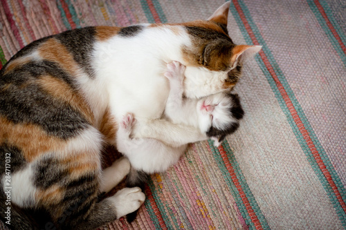 mother cat hugs her little kitten tightly, the kitten squints with pleasure. Mother's love, tenderness, hugs