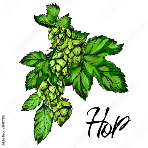 Hop Graphic. Oktoberfest. Green hop cones for making beer. Sketches of hop plant, hop on a branch with leaves in engraving style. illustration for packing.Hand drawn set. Humulus lupulus branch.
