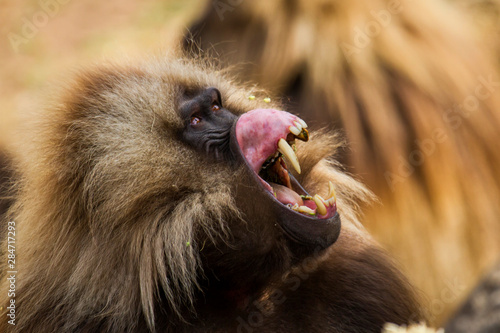 gelada baboon male portrait looking up to his opponent  - Simien Mountains - Ethiopia photo