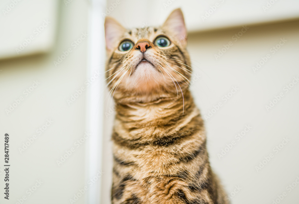 Cute short hair cat looking curious and snooping at home