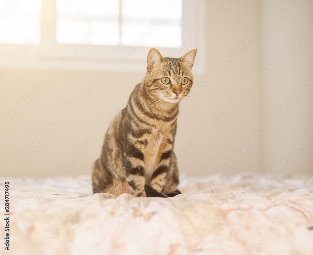 Beautiful short hair cat lying on the bed at home Beautiful short hair cat lying on the bed at home