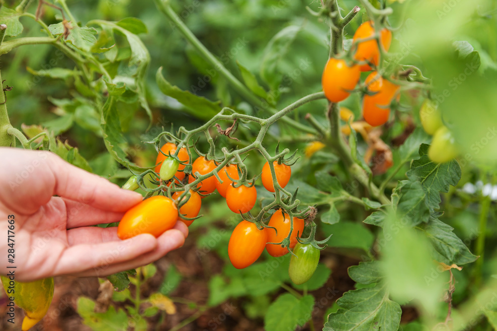Gardening and agriculture concept. Woman farm worker hand picking fresh ripe organic tomatoes. Greenhouse produce. Vegetable food production. Tomato growing in greenhouse