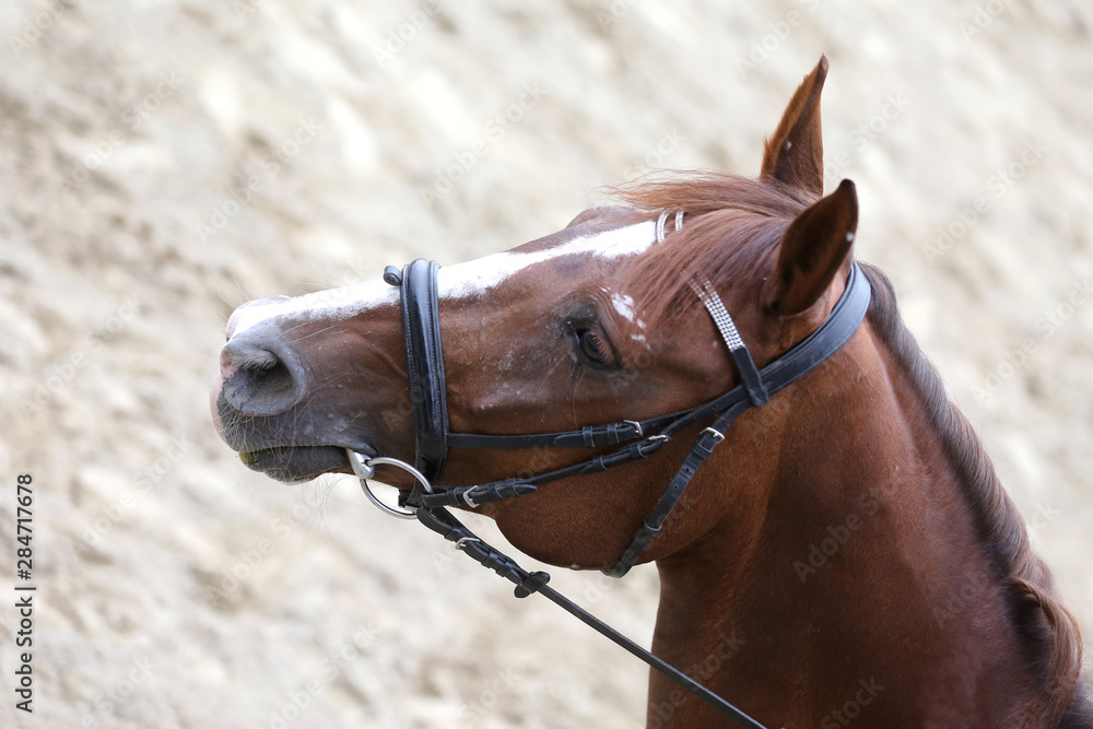 Fototapeta premium Headshot close up of a dressage horse during competition event