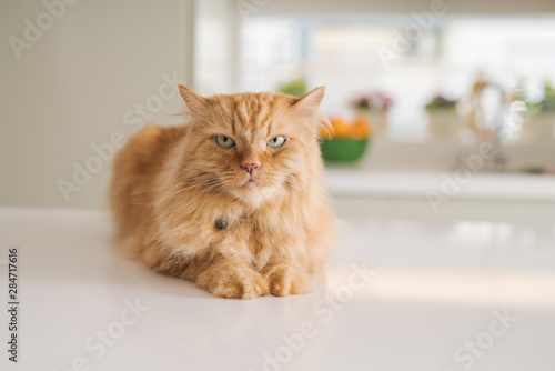 Beautiful ginger long hair cat lying on kitchen table on a sunny day at home