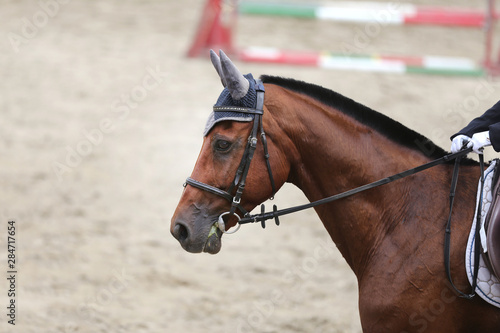 Headshot close up of a dressage horse during competition event © acceptfoto