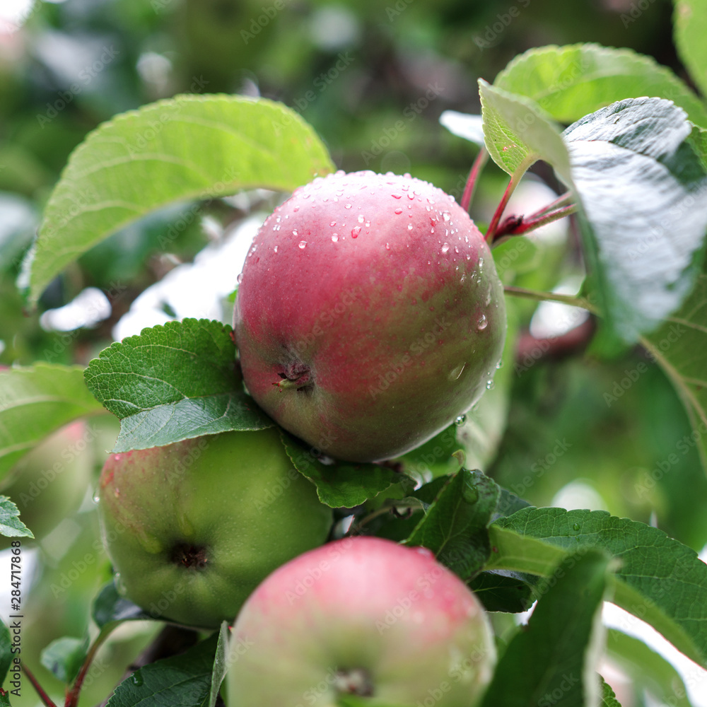 Red apples on apple tree branch. Organic natural apples on a branch Red apples on apple tree branch. Organic natural apples on a branch