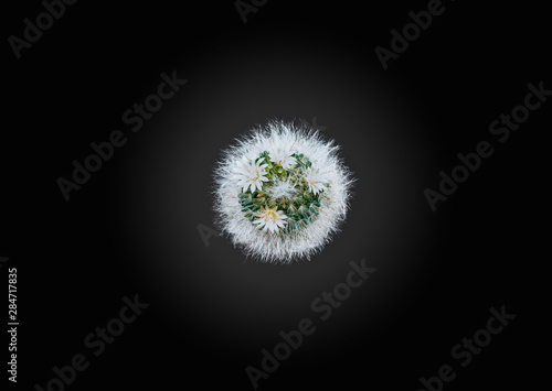 Cactus Mammillaria Bocasana  top view on black background.