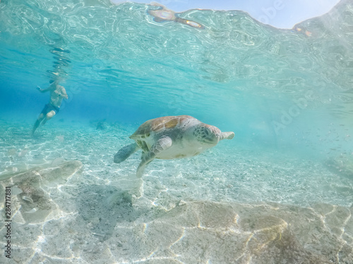 Underwater views around the pier at Westpunt  Curacao with trutles and pelicans