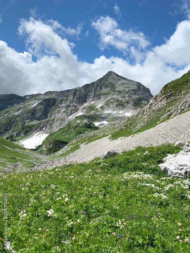 Obraz premium Abkhazia, Arabica plateau in summer