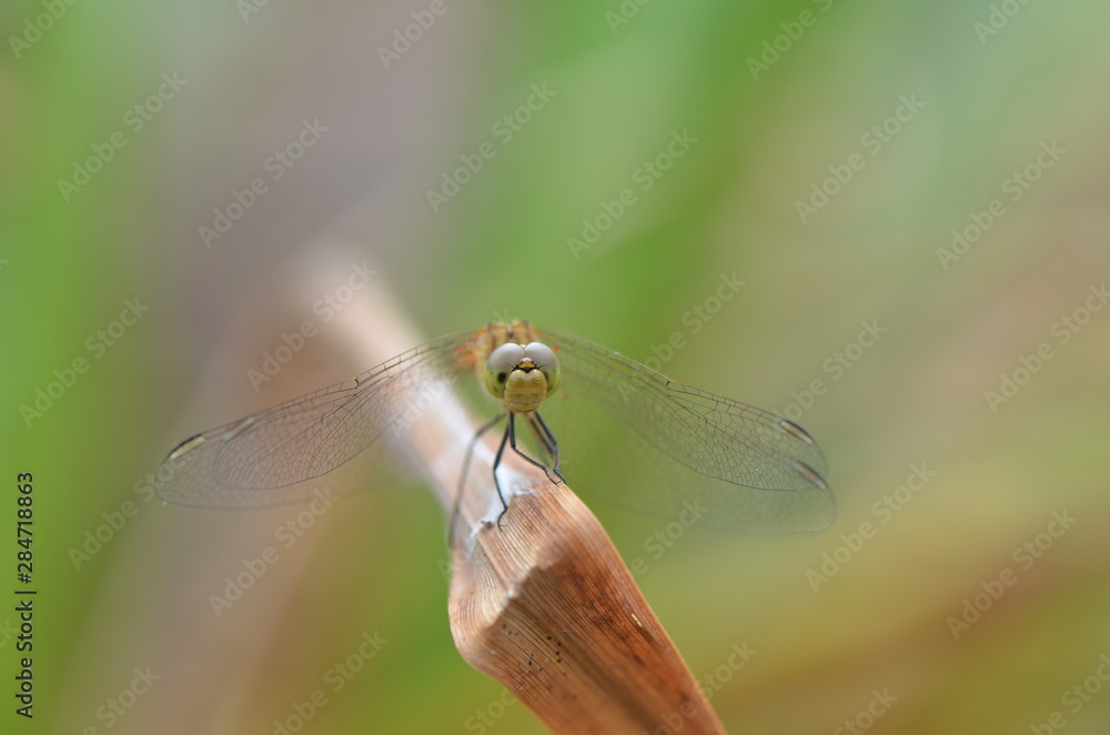 Orthétrum bleuissant (Orthetrum coerulescens)