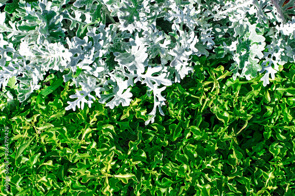 Green and white leafy texture, background from plants. Green and white leafy texture, background from plants.