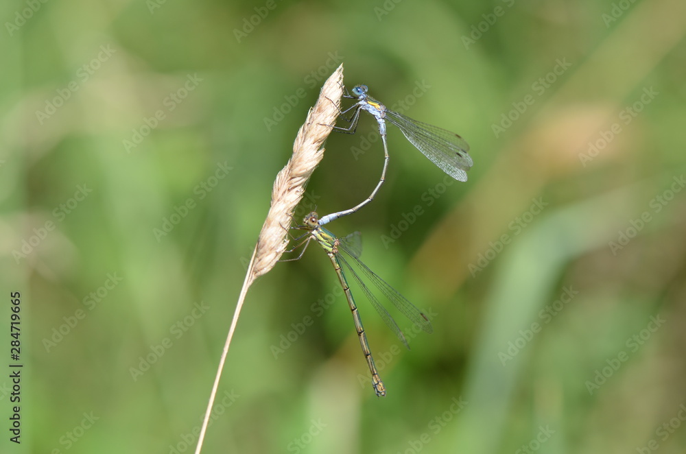 Agrion élégant (Ischnura elegans) Agrion élégant (Ischnura elegans)