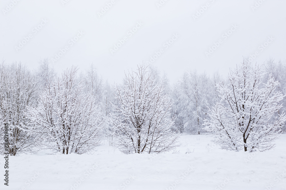 Scenic image of spruces trees. Frosty day, calm wintry scene. Location Russia. Great picture of wild area. Tourism or Christmas concept. Scenic image of spruces trees. Frosty day, calm wintry scene. Location Russia. Great picture of wild area. Tourism or Christmas concept.