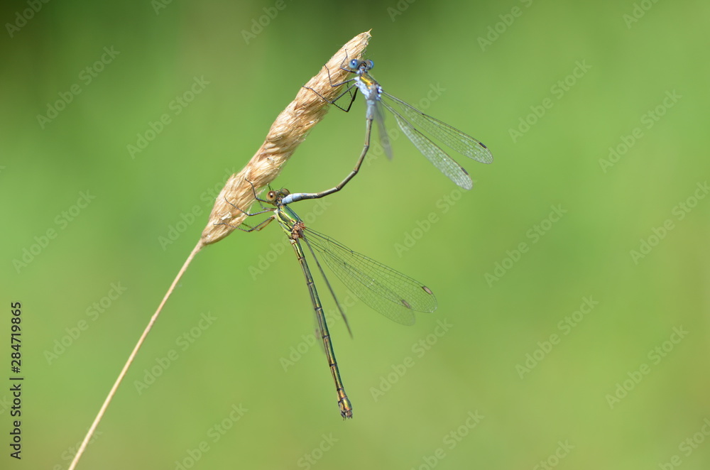 Agrion élégant (Ischnura elegans) Agrion élégant (Ischnura elegans)