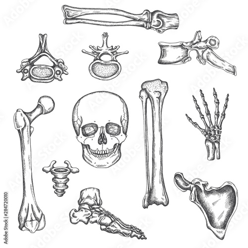 Human skeleton, bones and joints. Vector sketch isolated illustration. Anatomy symbols set. Medical orthopedic pictures. Drawing of knee, skull and spine