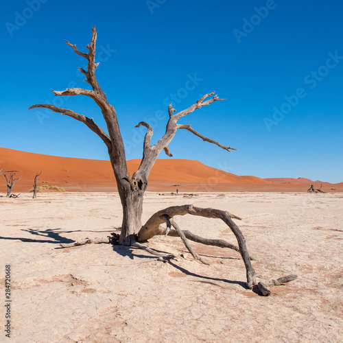 A close up view of a dead camel thorn tree at Deadvlei at Sossusvlei  Namibia with dunes in the background