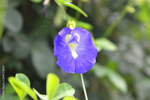 butterfly pea flower, blue bell vine, cordofan pea (clitoria ternatea)