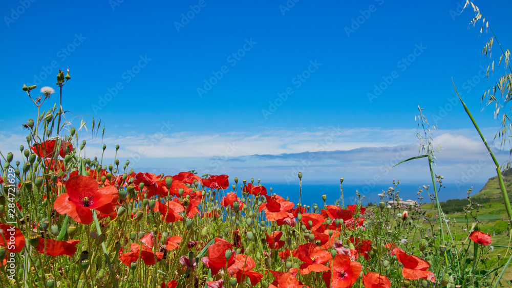 Poppy seed flowers and other flowers and gras field Achadas da cruz village  view to Atlantic ocean in summer sunny day near cable car in Porto Moniz district, Madeira, Portugal