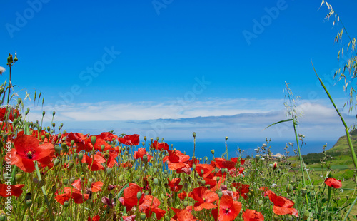 Poppy seed flowers and other flowers and gras field Achadas da cruz village view to Atlantic ocean in summer sunny day near cable car in Porto Moniz district, Madeira, Portugal