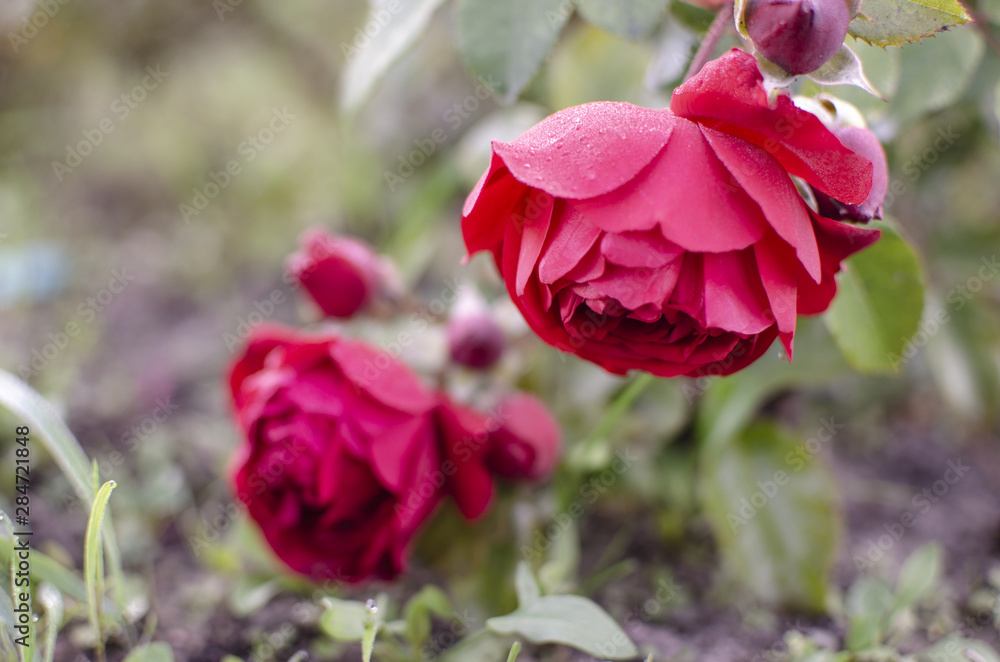 Red roses are in the garden. Floral background. Space for text Red roses are in the garden. Floral background. Space for text