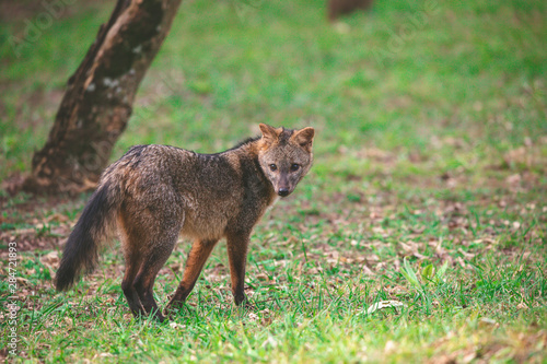 Zorrito