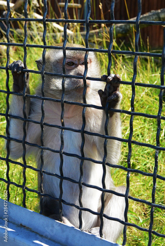 Chimpanzee in the zoo, behind the net © Vitalii