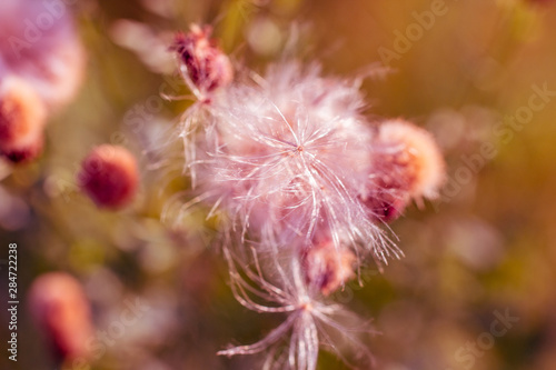 Fuzzy flower seeds