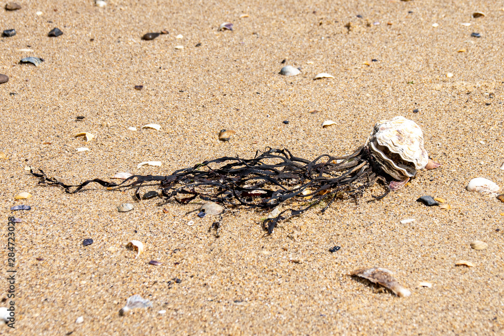 Obraz premium Seashell and seaweed on the sand beach
