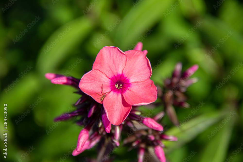 Bee on phlox pan flower Bee on phlox pan flower