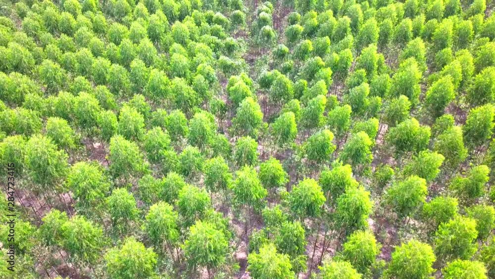 Aerial View of Green forest Eucalyptus plantation