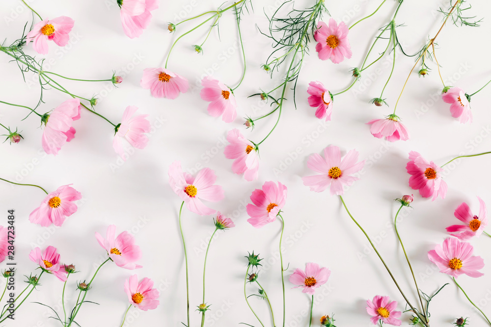 Beautiful flowers composition. Pink cosmos flowers on white background. Flat lay, top view, copy space