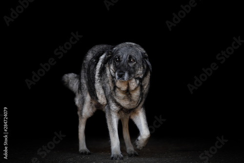 portrait of moving old female dog with fluffy fur isolated on black background photo