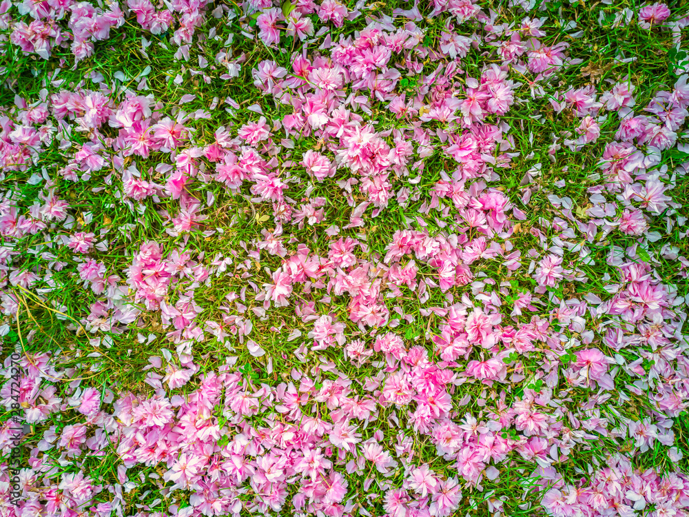 A garden carpet of wild pink cherry flowers on lawn. Sakura flowers. Prunus Serrulata. A garden carpet of wild pink cherry flowers on lawn. Sakura flowers. Prunus Serrulata.