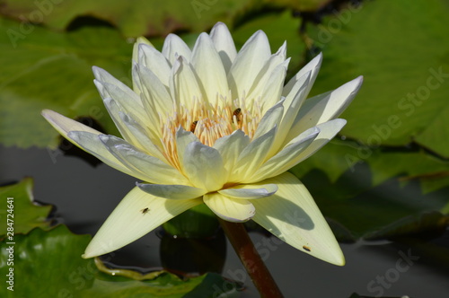 Water lily on the pond