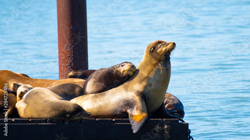 Pier 39, Fishermans/ Fisherman's Wharf. Group of California Sea Lions/Seals relaxing, sunbathing and barking on a pier by the ocean in San Francisco on a sunny summer day.