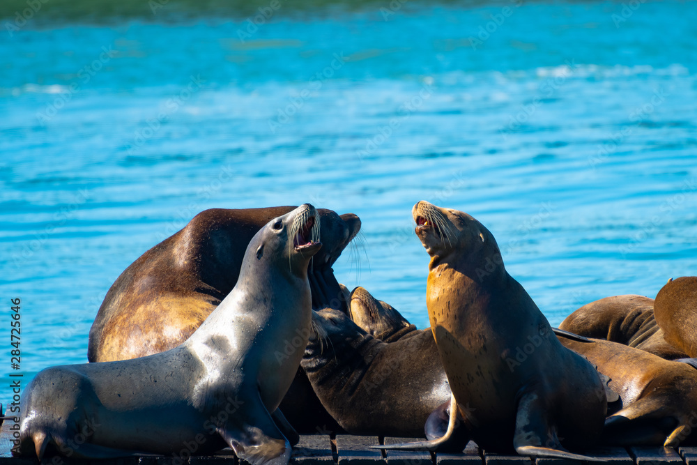 Fototapeta premium Pier 39, Fishermans/ Fisherman's Wharf. Group of California Sea Lions/Seals relaxing, sunbathing and barking on a pier by the ocean in San Francisco on a sunny summer day.