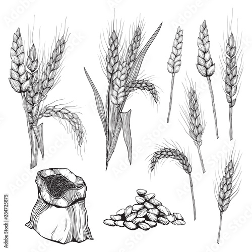 Vector hand drawn wheat ears Drawing of bunch of grain ears. Cereal illustration in vintage style. wheat grain,granule, kernel,corn,rye,barley,oats,pic,buckwheat,grass,bran