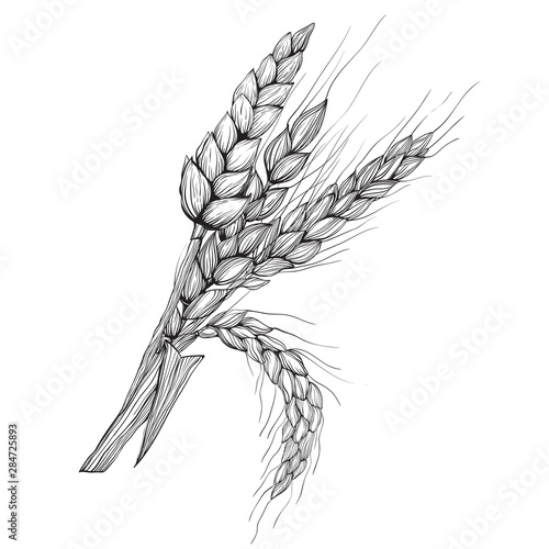 Vector hand drawn wheat ears Drawing of bunch of grain ears. Cereal illustration in vintage style. wheat grain,granule, kernel,corn,rye,barley,oats,pic,buckwheat,grass,bran