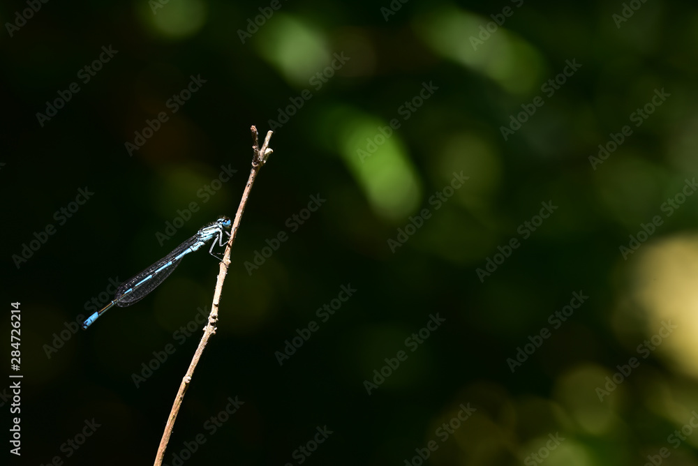 A dragonfly sits in a reed on a stalk A dragonfly sits in a reed on a stalk