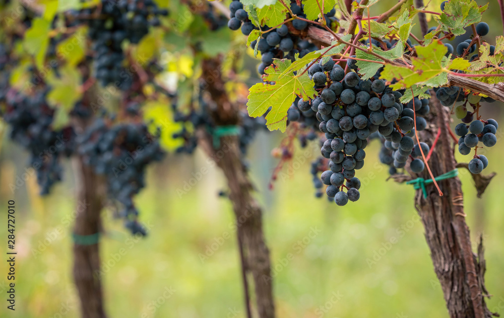 Ripe blue grapes on Vineyard