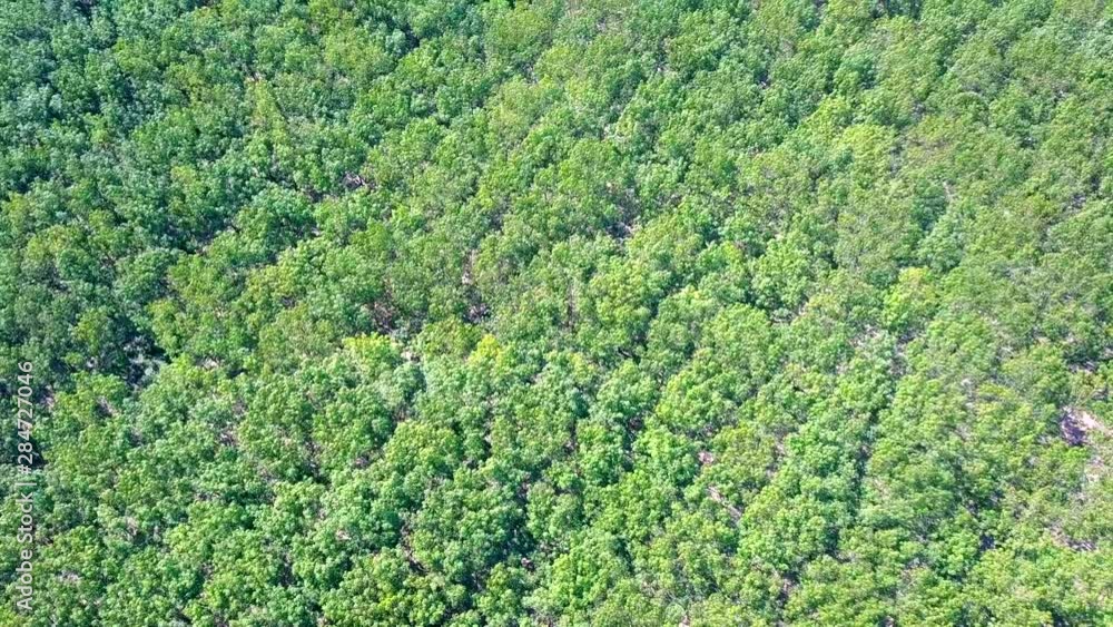 Aerial View of Green forest rubber plantation Aerial View of Green forest rubber plantation