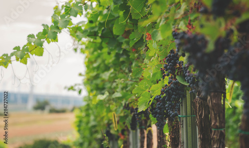 Ripe blue grapes on Vineyard