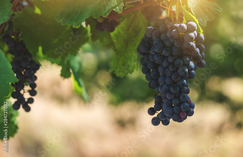 Ripe blue grapes on Vineyard