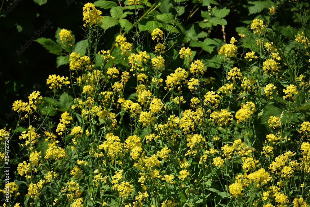Obraz premium Rapeseed flowers (Brassica napus), also known as rape, oilseed rape, is a bright-yellow flowering member of the family Brassicaceae (mustard or cabbage family), cultivated mainly for its oil-rich seed