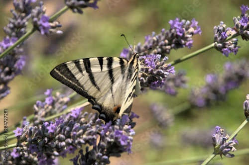 Iphiclides podalirius; scarce swallowtail butterfly in rural Tuscany