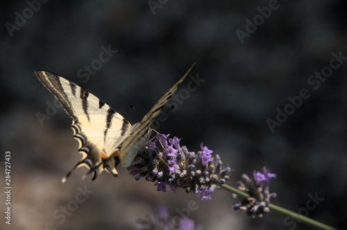 Iphiclides podalirius; scarce swallowtail butterfly in rural Tuscany photo