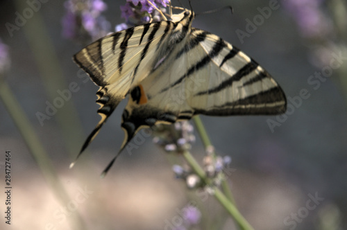 Iphiclides podalirius; scarce swallowtail butterfly in rural Tuscany photo