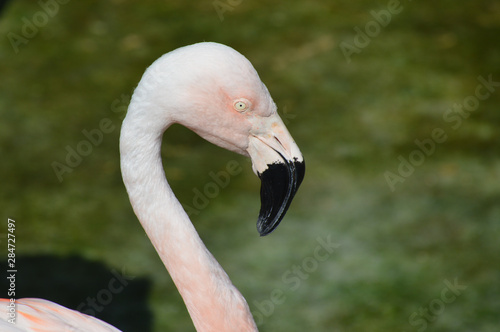 Flamingo in the outdoors during summer