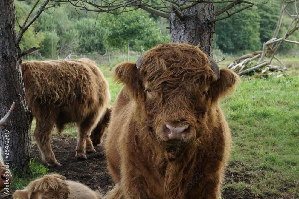 Fototapeta premium Highland cow